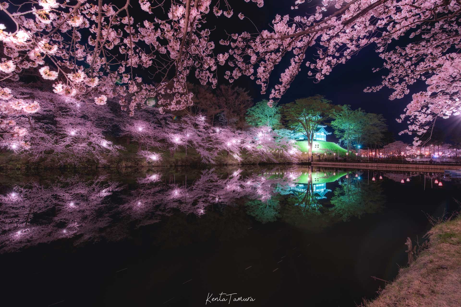2020年新潟県の桜の開花予想と今年行きたい桜スポット